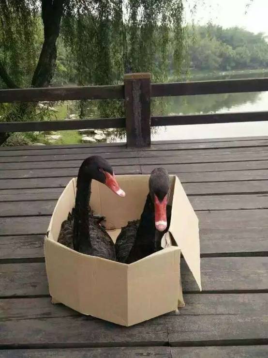 足球现场直播比分