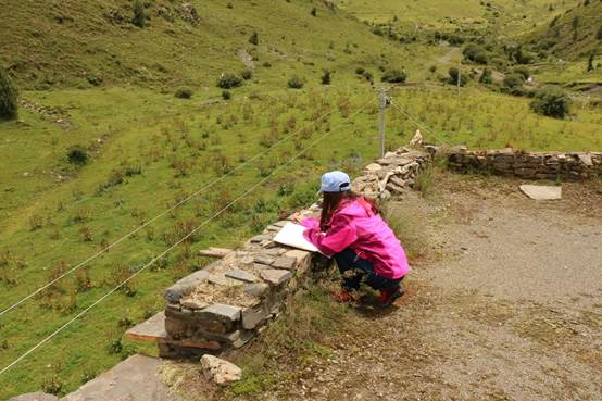 足球现场直播比分