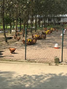 足球现场直播比分