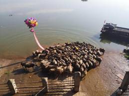 足球现场直播比分