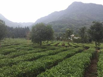 足球现场直播比分